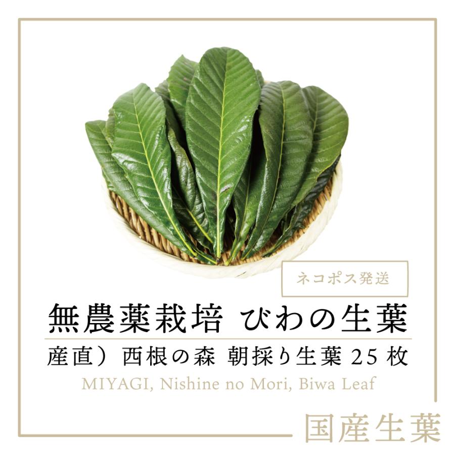 限定品】 香川産 びわの葉 1袋50g 生葉約10枚 温灸 湿布 びわエキス びわ療法