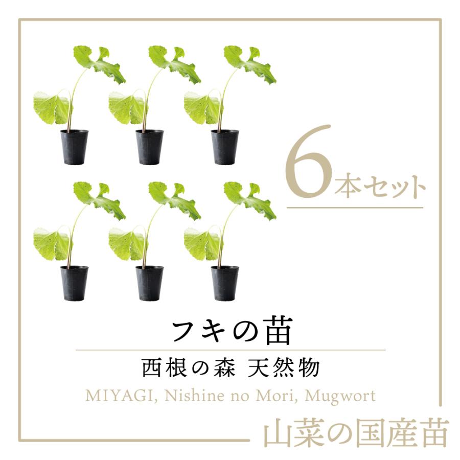 西根の森 天然山菜の苗 フキのポット苗 6本 ふき 蕗