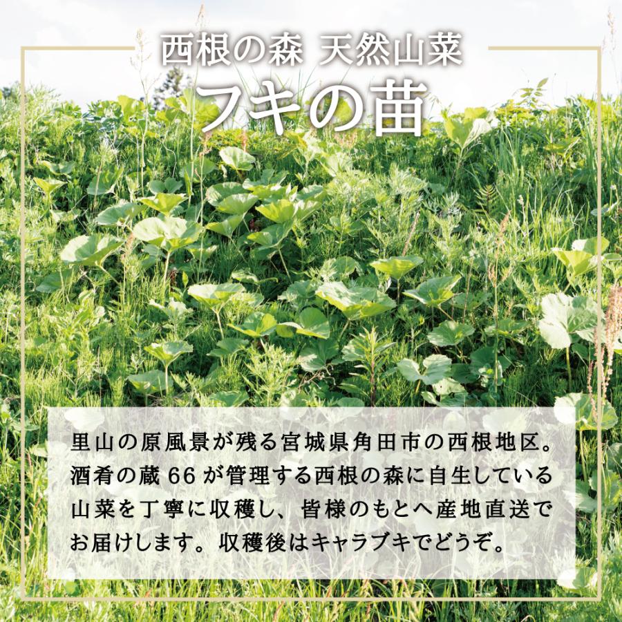 蕗のとう　皮付き 2026年度 販売中 天然山菜 フキ 苗】西根の森 天然山菜の苗 フキの