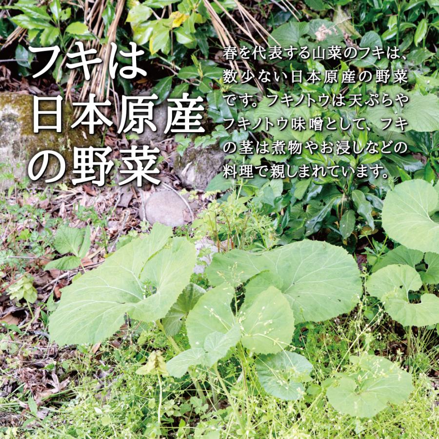 野菜球根フキ 1株入 苗の球根 ふきのとう苗地下茎 山菜 無農薬 家庭 