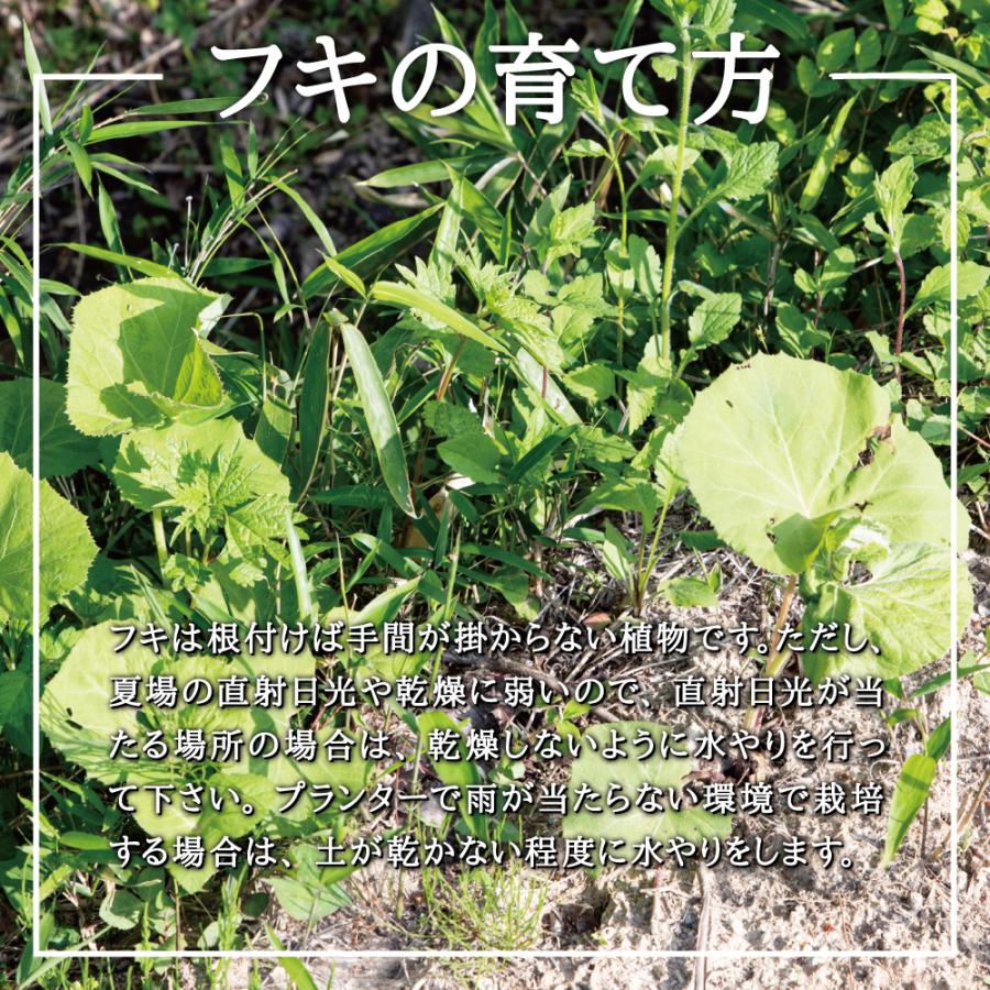 2026年度 販売中 天然山菜 フキ 苗】西根の森 天然山菜の苗 フキの