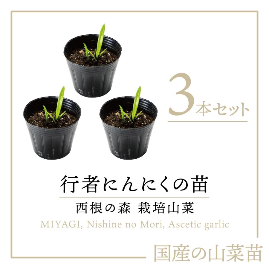 2023年度販売中 山菜 行者にんにく 苗】西根の森 行者にんにくの 2023年度販売中 山菜 行者にんにく 苗】西根の森 行者にんにくの
