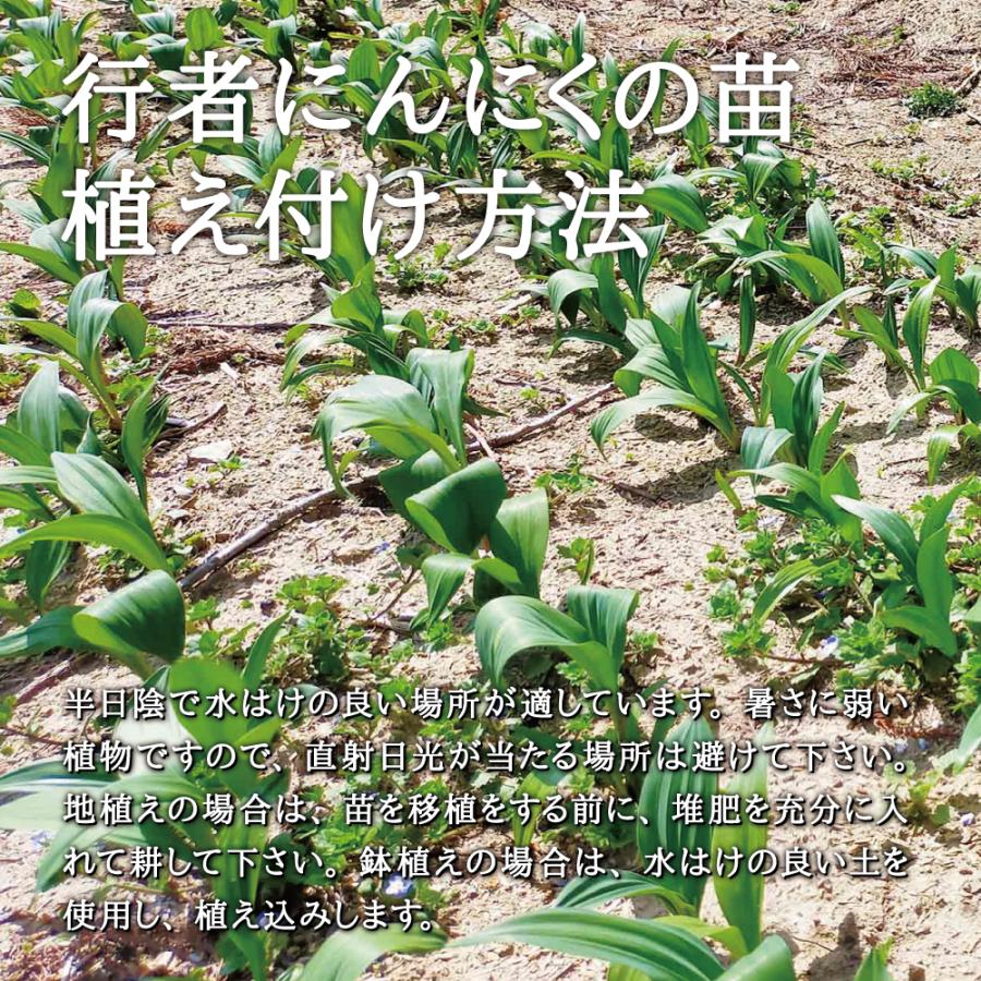 23年予約販売 4 22から順次発送 山菜 行者にんにく 苗 西根の森 行者にんにくの苗 ポッド苗 3本 行者ニンニク 苗木 栽培 ガイド付き Gyoja 03 あまね 通販 Yahoo ショッピング