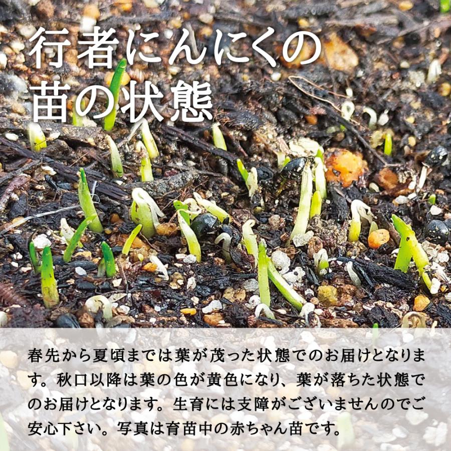 2023年度販売中 山菜 行者にんにく 苗】西根の森 行者にんにくの苗