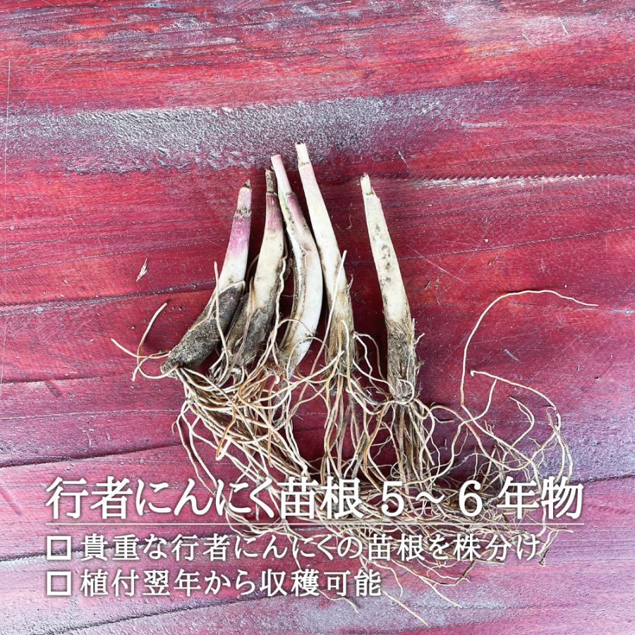 山菜 行者にんにく 苗 西根の森 行者にんにく 苗根 5年 6年物 50本 行者ニンニク 苗木 栽培 ガイド付き Gyoujanaene 50 あまね 通販 Yahoo ショッピング