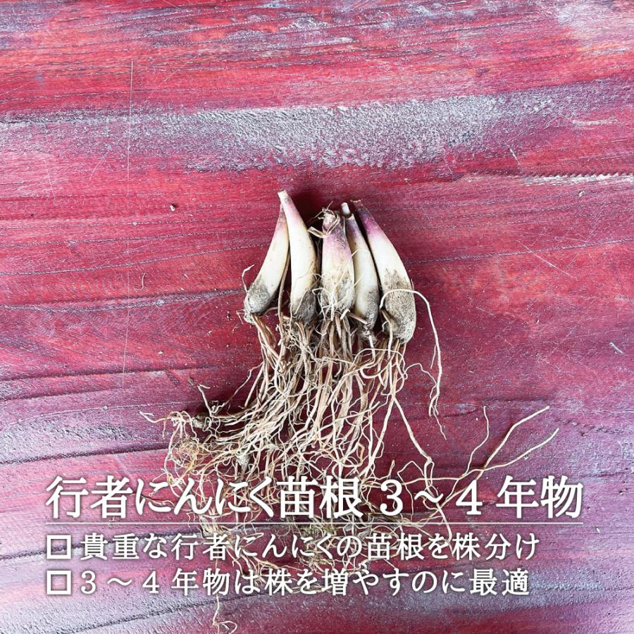 山菜 行者にんにく 苗 西根の森 行者にんにく 苗根 3年 4年物 50本 行者ニンニク 苗木 栽培 ガイド付き Gyoujanaene34 50 あまね 通販 Yahoo ショッピング