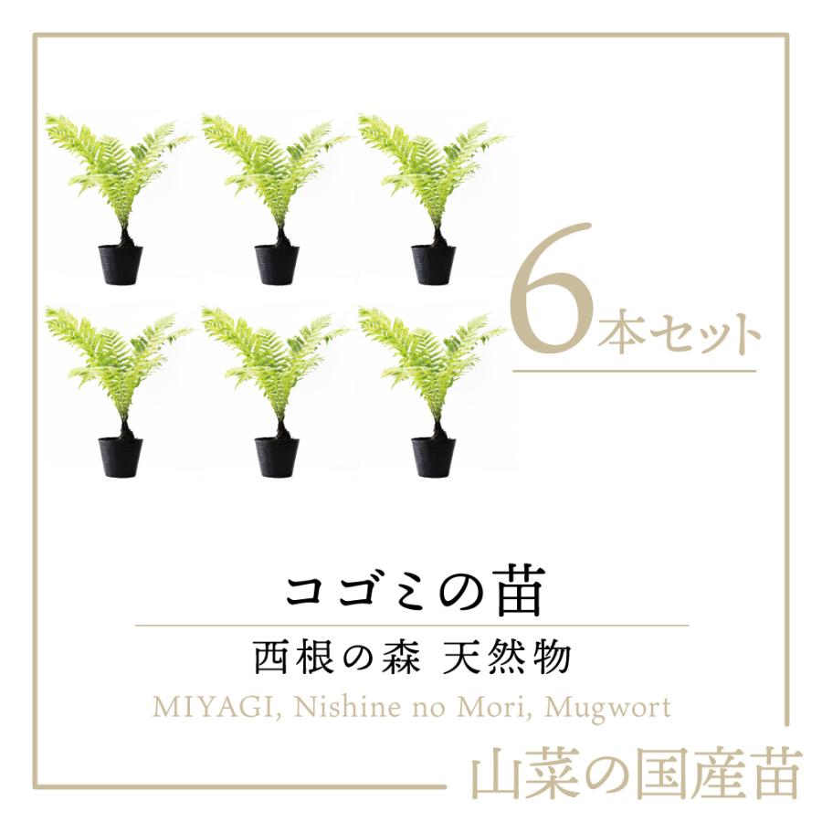 22年販売中 天然山菜 コゴミ 苗 西根の森 天然山菜の苗 コゴミのポット苗 6本 こごみ コゴミ こごめ 屈み 屈 シダ植物 山菜 苗木 栽培ガイド付き Kogomi06 あまね 通販 Yahoo ショッピング