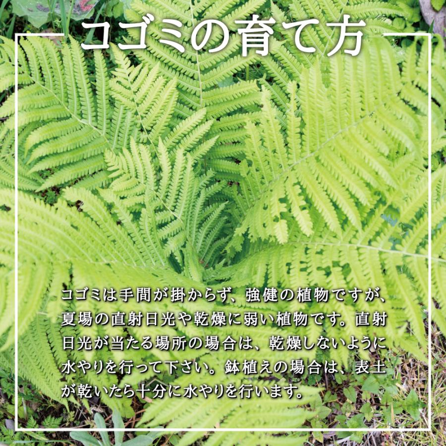 22年販売中 天然山菜 コゴミ 苗 西根の森 天然山菜の苗 コゴミのポット苗 6本 こごみ コゴミ こごめ 屈み 屈 シダ植物 山菜 苗木 栽培ガイド付き Kogomi06 あまね 通販 Yahoo ショッピング