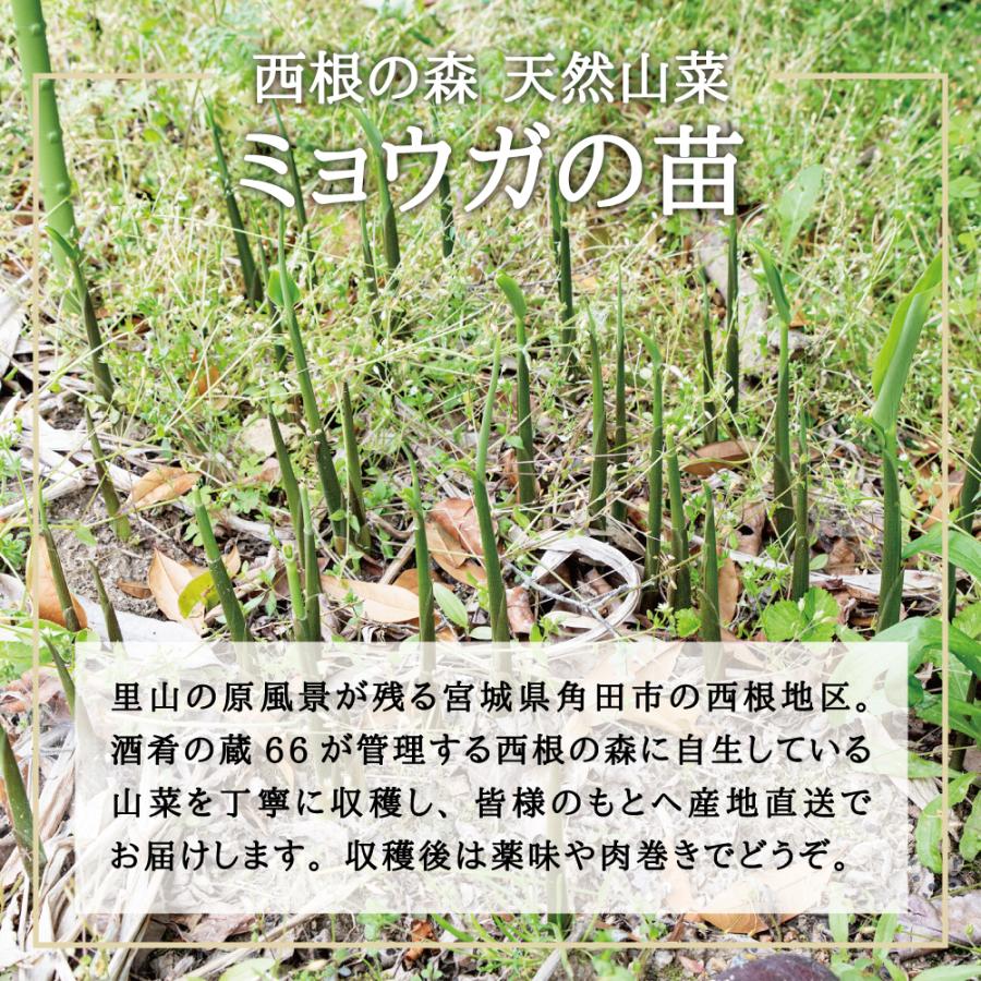 2026年度 天然山菜 ミョウガ 苗】西根の森 天然山菜の苗 ミョウガの
