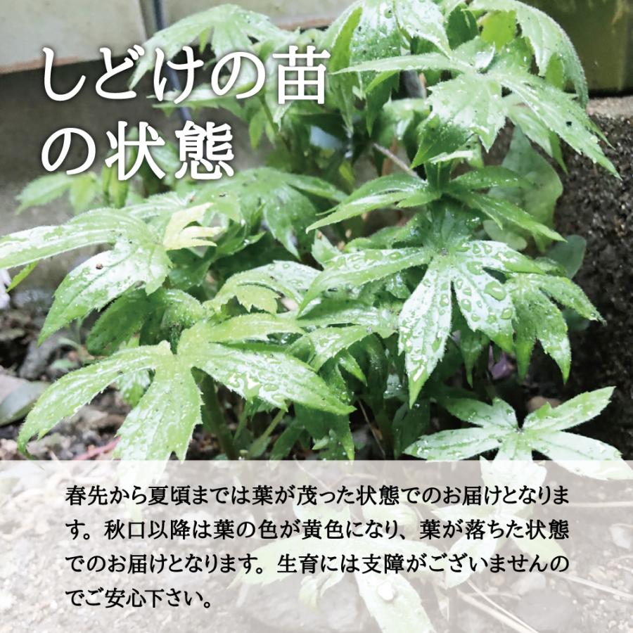 2025年度 山菜 モミジガサ 苗】西根の森 モミジガサの苗 ポッド苗 3本