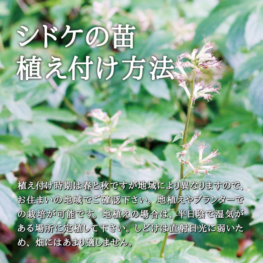 2025年度 山菜 モミジガサ 苗】西根の森 モミジガサの苗 ポッド苗 3本