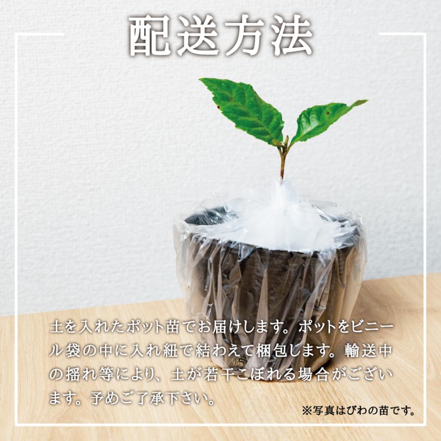 2025年 予約販売 販売中 山菜 タラの木 苗】西根の森 タラの木の