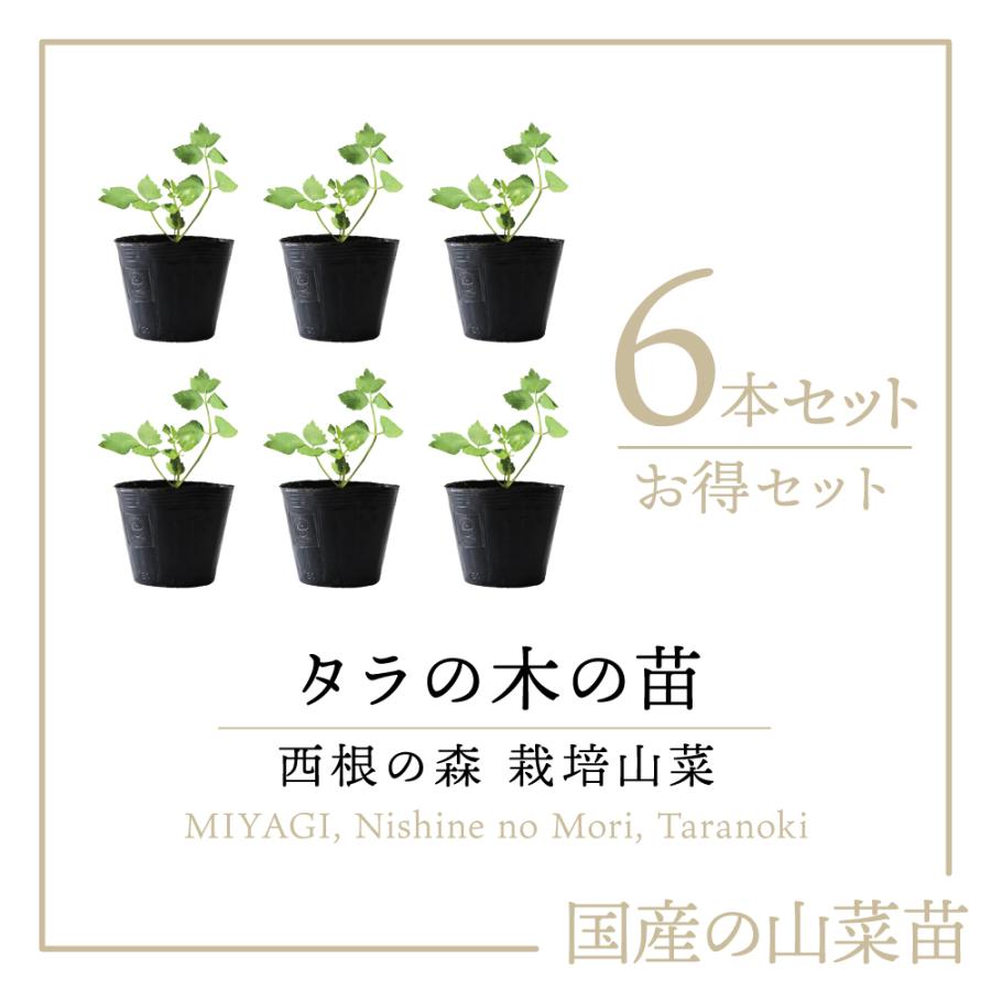 2025年 予約販売 販売中 山菜 タラの木 苗】西根の森 タラの木の苗