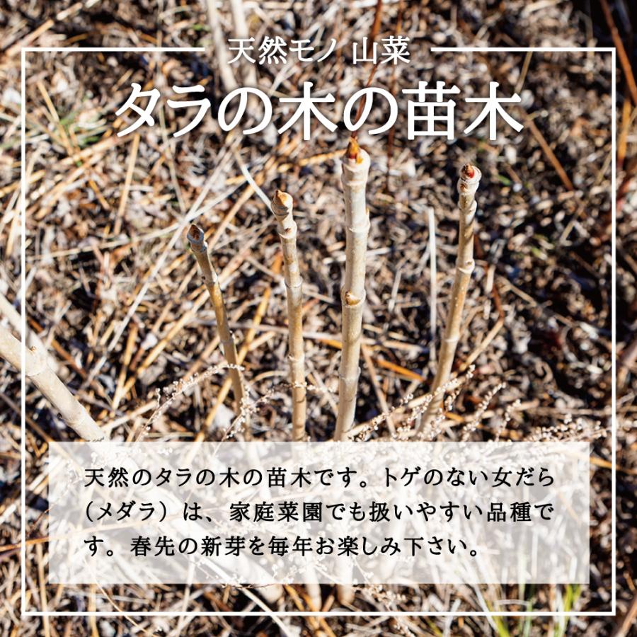 送料無料 天然物 山菜苗木 山菜 タラの木 苗木 中サイズ 40cm 6本 お得セット タラノキ たらのき たらの木 女だら メダラ タラの芽 苗 栽培 Taranoki06 酒肴の蔵66 通販 Yahoo ショッピング