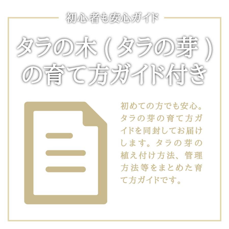 送料無料 天然物 山菜苗木 山菜 タラの木 苗木 中サイズ 40cm 6本 お得セット タラノキ たらのき たらの木 女だら メダラ タラの芽 苗 栽培 Taranoki06 酒肴の蔵66 通販 Yahoo ショッピング