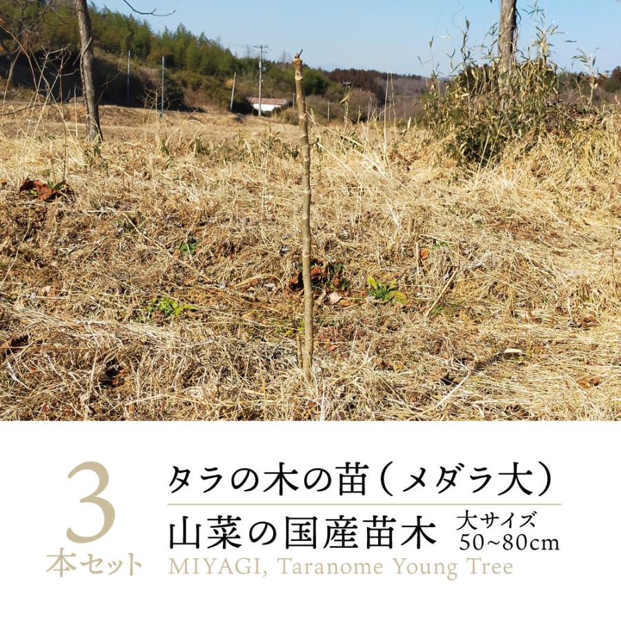 2025年 販売中】山菜 タラの木 刺なし 苗木 大サイズ(50〜80cm) 3本