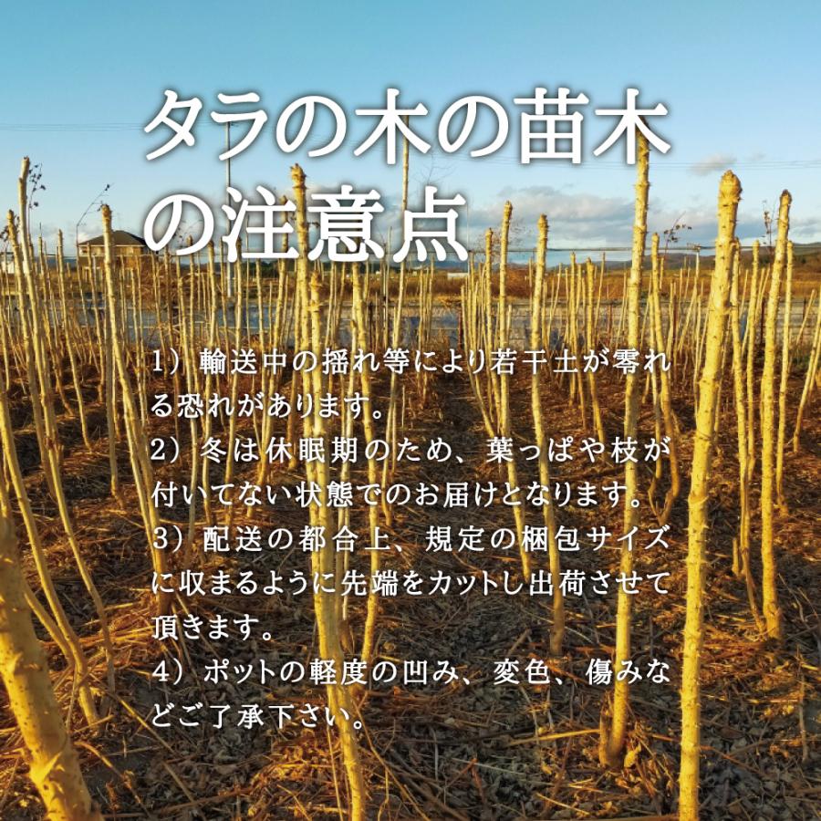 天然物 山菜苗木 山菜 タラの木 刺なし 苗木 大サイズ 50 80cm 3本 タラノキ たらのき たらの木 女だら メダラ とげなし タラの芽 苗 栽培 ガイド付き Taranokibig03 酒肴の蔵66 通販 Yahoo ショッピング