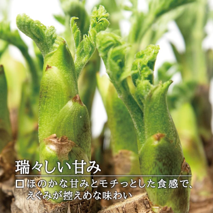 2024-25年度 予約受付中 3/14 から順次発送 送料無料 国産 山菜 2024-25年度 予約受付中 3/14 から順次発送 送料無料 国産 山菜