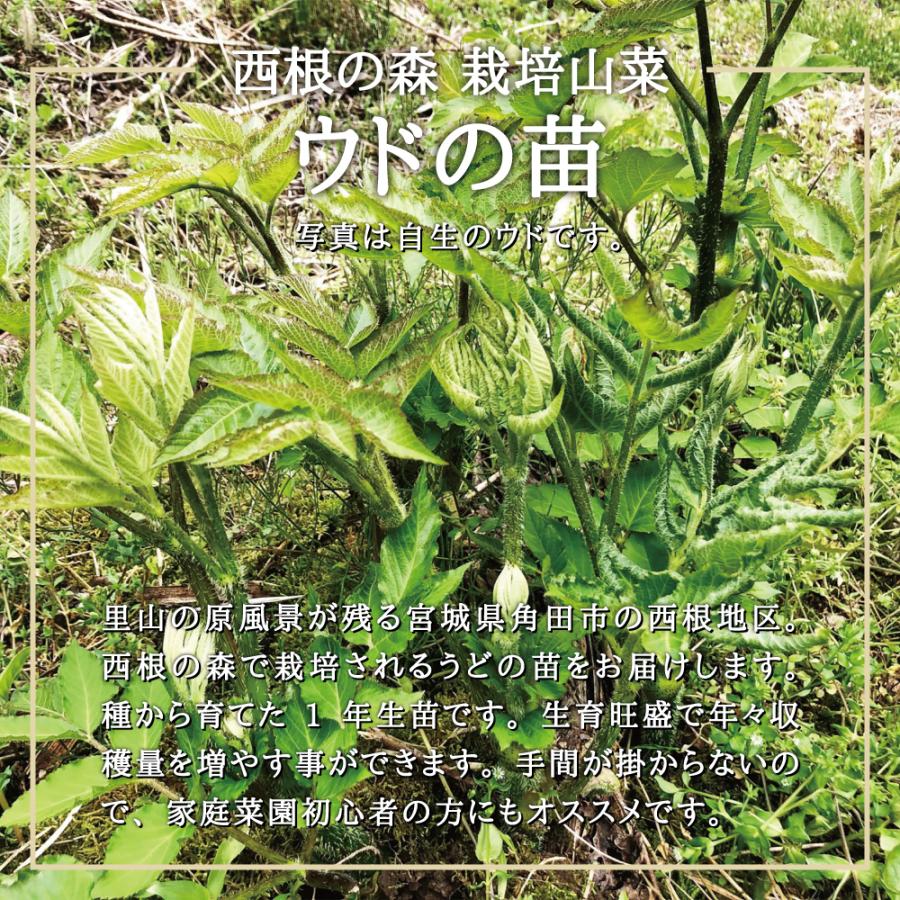 2025年度 販売中 山菜 うど 苗】西根の森 うどの苗 ポッド苗 12本