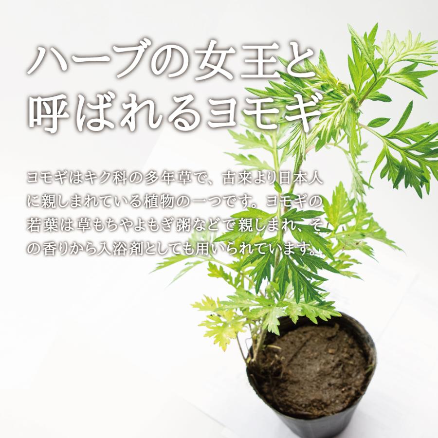 2025年度 販売中 天然山菜 ヨモギ 苗】西根の森 天然山菜の苗 ヨモギの