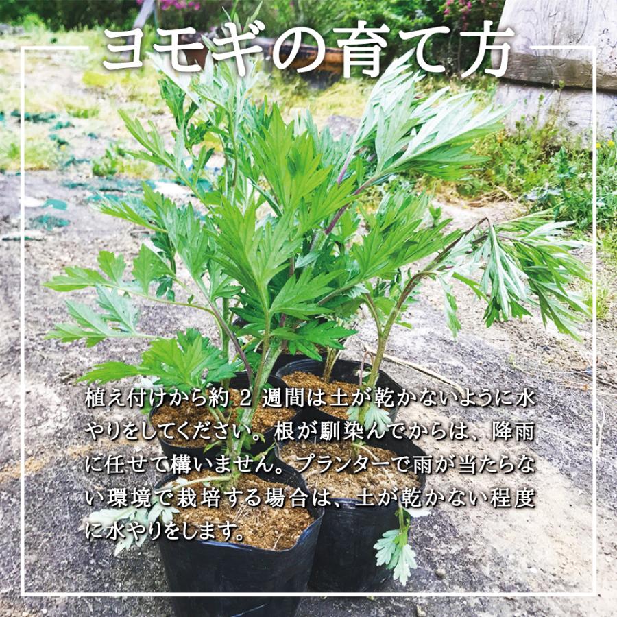 2026年度 販売中 天然山菜 ヨモギ 苗】西根の森 天然山菜の苗 ヨモギの