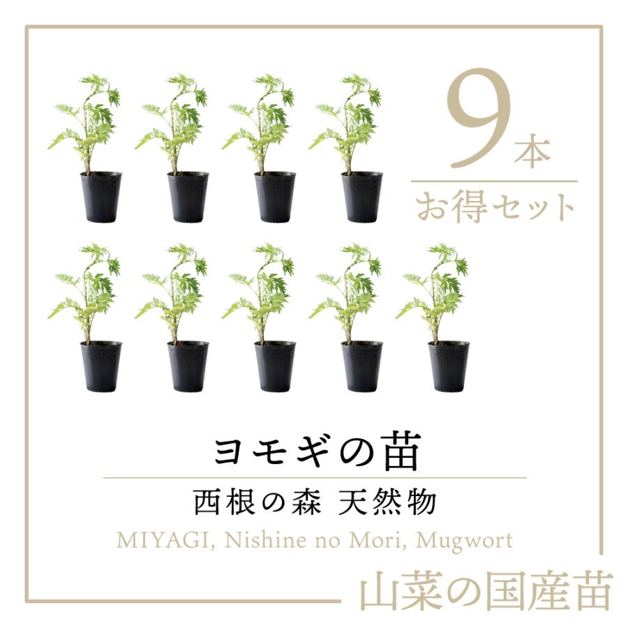 2025年度 販売中 天然山菜 ヨモギ 苗】西根の森 天然山菜の苗 ヨモギの