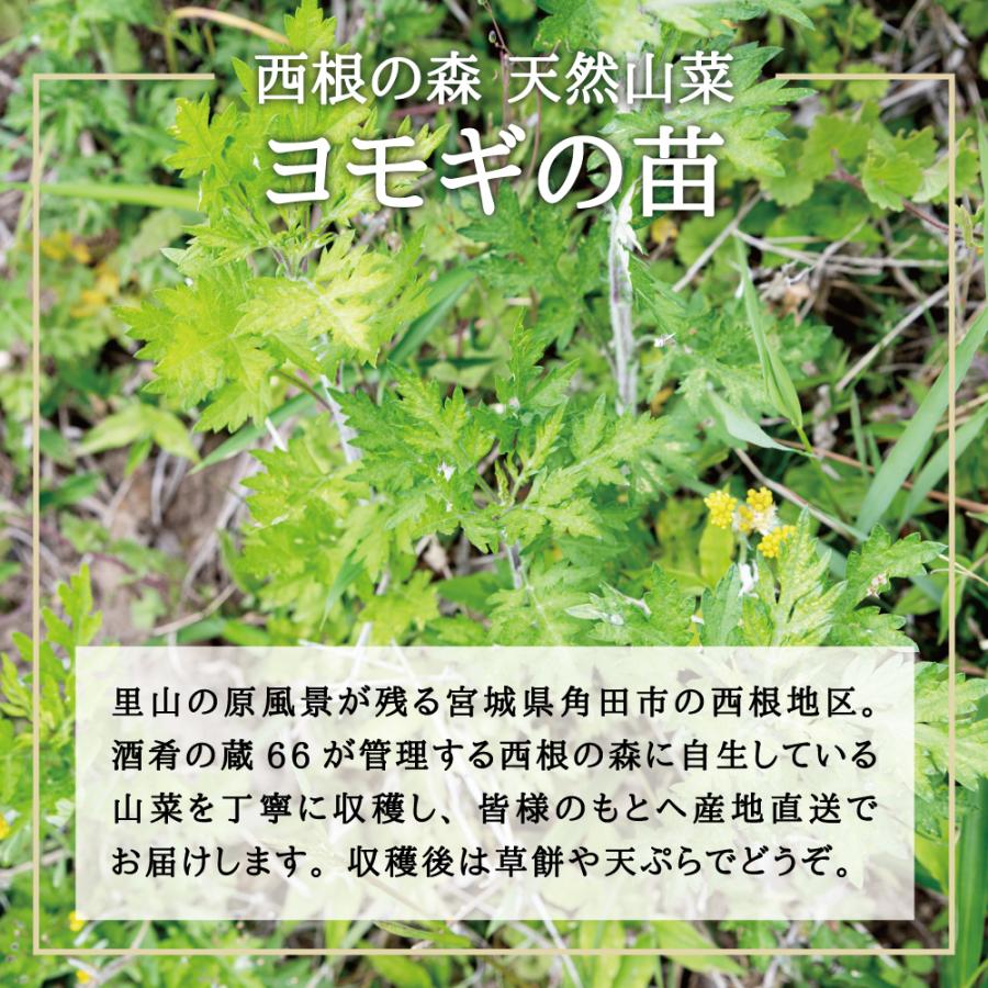 2025年度 販売中 天然山菜 ヨモギ 苗】西根の森 天然山菜の苗 ヨモギの