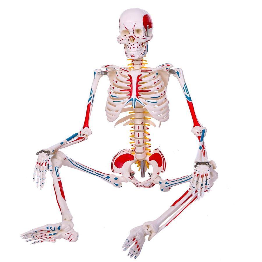 人体骨格模型 1/2人体モデル 筋肉起始／停止色表示型 85ＣＭ スタンド付き 整骨院 教材 医学 高精度｜toistore｜09