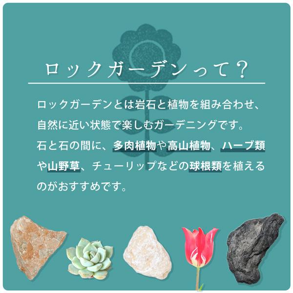 琉球石灰岩 50-200mm 50kg (10kg×5箱) / 庭 石 おしゃれ ロックガーデン diy 置き石 ガーデニング 栗石 割栗 種類 石灰 石灰石 |  | 06