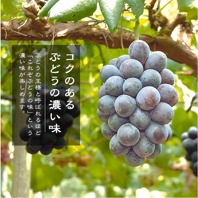 巨峰 種無し ぶどう 1kg 1 2房 山梨お盆 お供え 進物 ギフト 送料無料 フルーツ くだもの 通販 秋山農園 Akim Kyoho1k 果物のときわオンライン 通販 Yahoo ショッピング