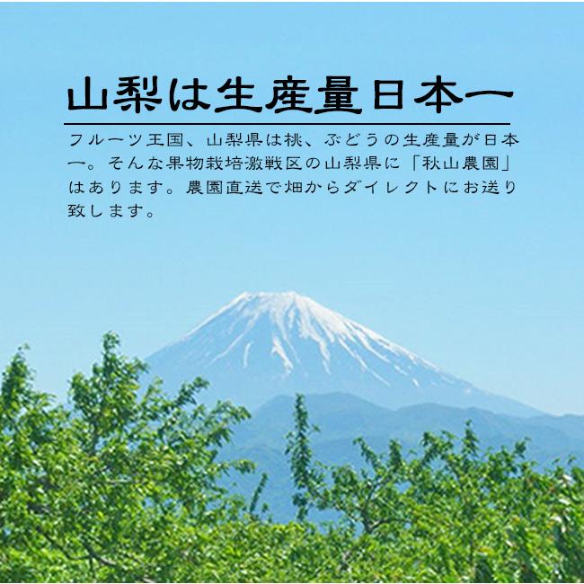 巨峰 種無し ぶどう 山梨 2房 お盆 お供え 進物 ギフト 送料無料 フルーツ くだもの 通販 秋山農園 Akym Kyoho2k 果物のときわオンライン 通販 Yahoo ショッピング