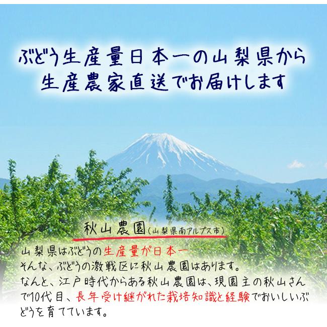 ピオーネ 1房 約600g ぶどう 山梨 送料無料 種なしぶどう お盆 お供え プレゼント 贈り物 ギフト フルーツ くだもの 通販 秋山農園 Akym Pione1hs 果物のときわオンライン 通販 Yahoo ショッピング