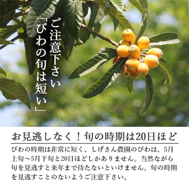 びわ 長崎 Lサイズ 20~24個入 無農薬 果物 フルーツ 枇杷 ビワ