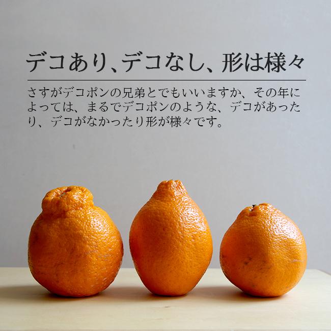 はるみ みかん ミカン 送料無料 2kg 和歌山産 農園直送 果物 ノー