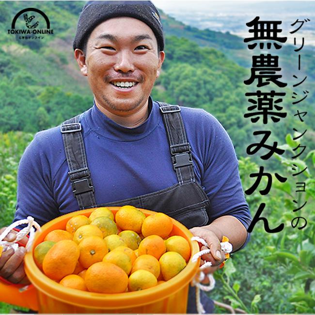 無農薬 みかん 10kg 送料無料 ミカン 和歌山 農園直送 ノーワックス