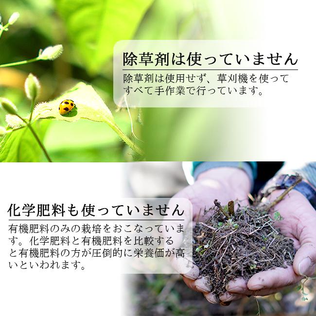 無農薬 みかん 20kg 送料無料 ミカン 和歌山 農園直送 ノー