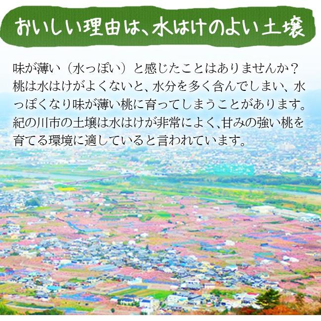 父の日 無農薬 桃 3kg 和歌山 お中元 ギフト 産地直送 御中元 贈り物 プレゼント 農園直送 白鳳 日川白鳳 川中島白鳳 もも グリーンジャンクションの画像