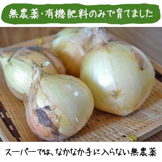 たまねぎ　5個 無農薬 玉ねぎ 5kg たまねぎ 送料無料 和歌山産 グリーン