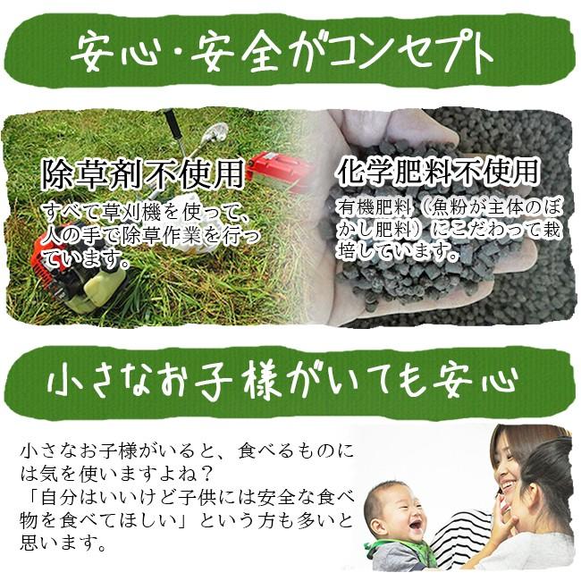 無農薬 玉ねぎ 5kg たまねぎ 送料無料 和歌山産 グリーン