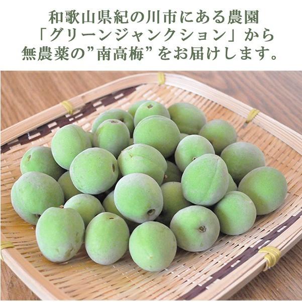 青梅 南高梅 無農薬 梅 20kg 送料無料 梅酒用 梅干し 梅酢 梅仕事 