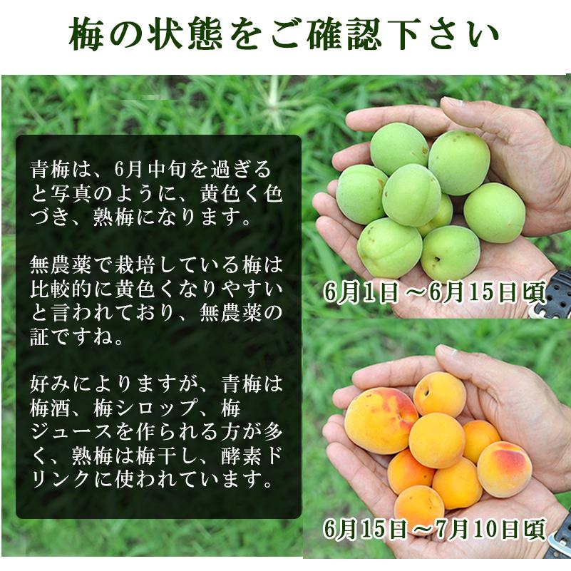 青梅 南高梅 無農薬 梅 20kg 送料無料 梅酒用 梅干し 梅酢 梅仕事