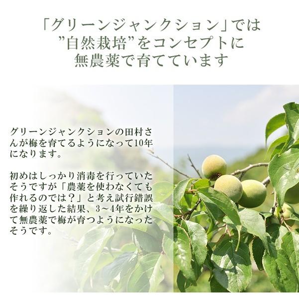 青梅 南高梅 無農薬 梅 2kg 送料無料 梅酒 梅シロップ 梅干し 梅酢 梅