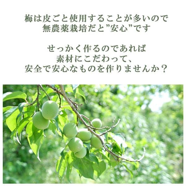 青梅 南高梅  無農薬 梅 2kg 送料無料 梅酒 梅干し 梅酢 梅仕事  和歌山 農園直送 産地直送 グリーンジャンクション｜tokiwafruit｜07