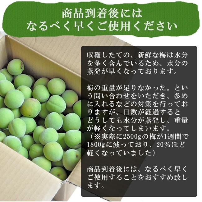 青梅 南高梅  無農薬 梅 2kg 送料無料 梅酒 梅干し 梅酢 梅仕事  和歌山 農園直送 産地直送 グリーンジャンクション｜tokiwafruit｜10