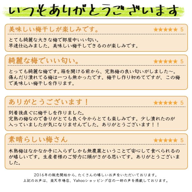 【木熟 L〜2Lサイズ7kg】無農薬 南高梅 和歌山産 完熟梅 南高梅 無農薬 梅 2kg 送料無料 木成り 梅干し用 梅味噌