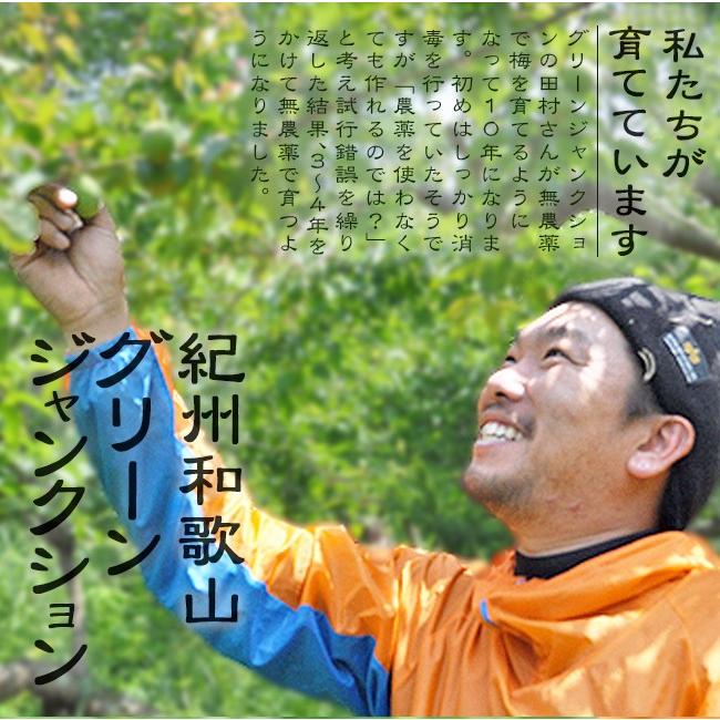 完熟梅 南高梅 無農薬 梅 3kg 送料無料 木成り 梅干し用 梅味噌