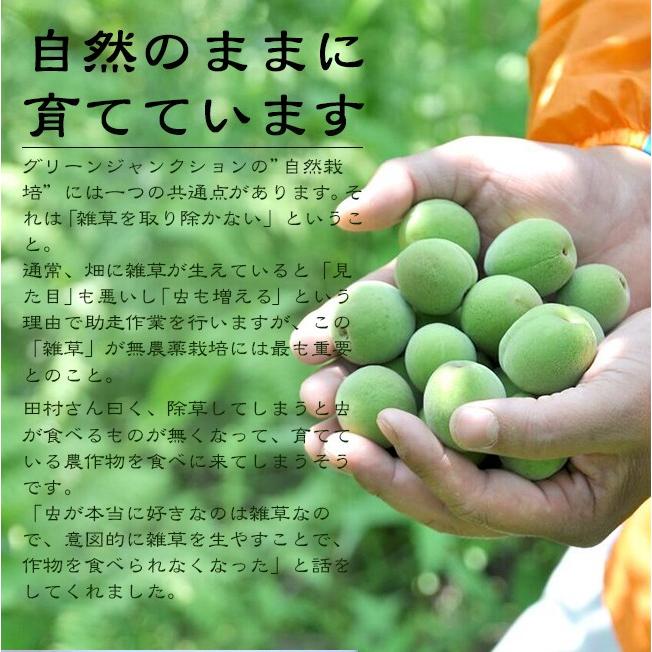 完熟梅 南高梅 無農薬 梅 3kg 送料無料 木成り 梅干し用 梅味噌 梅シロップ 酵素ジュース 紀州 和歌山 紅梅 農園直送 農家直送 グリーンジャンクション｜tokiwafruit｜07