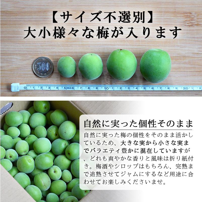 大梅3kg、広島県産産地直送家庭用農薬不使用サイズ混合 有機JAS 和歌山 小梅 生梅 熟 梅干し用 4kg L〜2L サイズ混合 訳