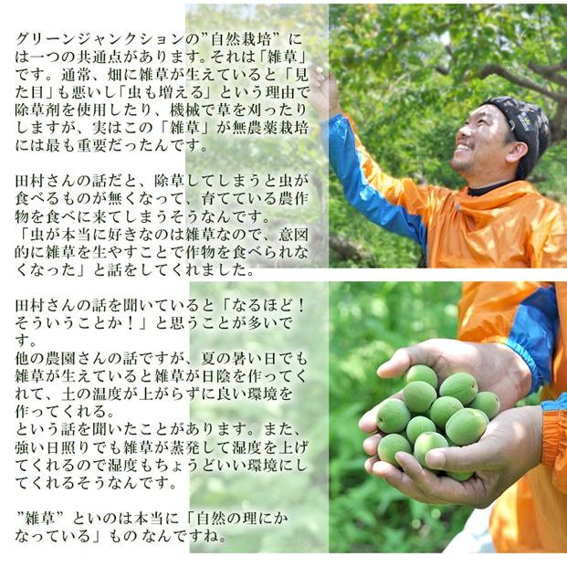 青梅 南高梅 無農薬 梅 5kg 送料無料 梅酒 梅シロップ 梅酢 梅仕事