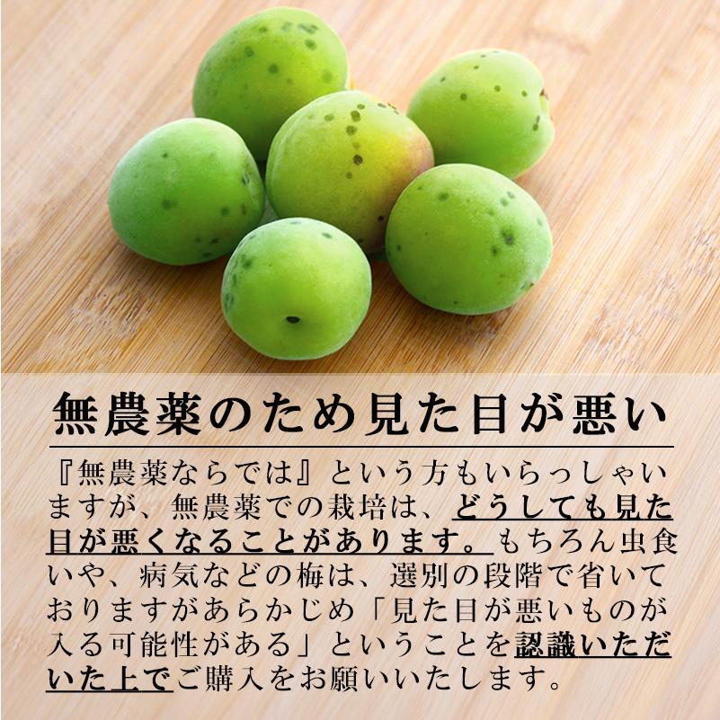 今年最後の南高梅5kg Mサイズ 自然栽培 梅ボイス、梅酒、梅ジュース